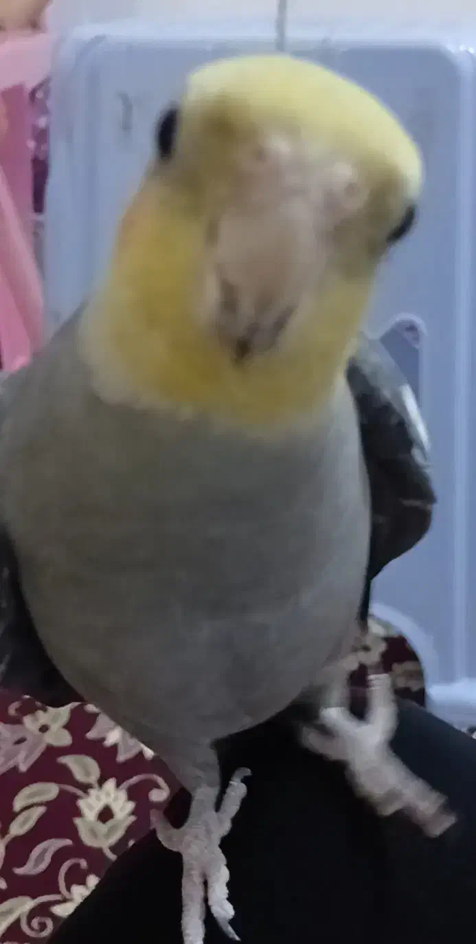 عروس هلندی|حیوانات|لیسار, |دیوار