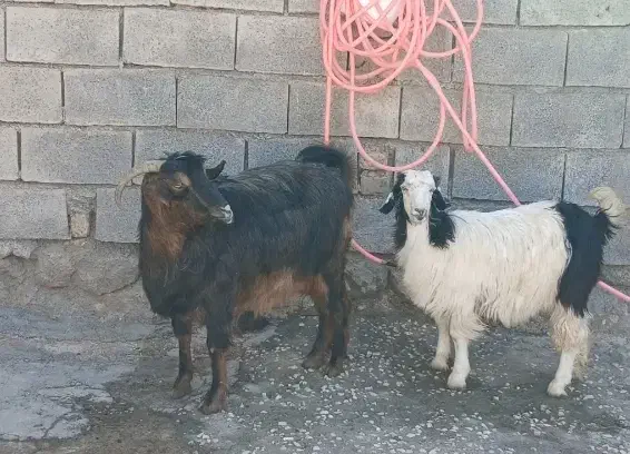 دو عدد بز و بزغاله جوان|حیوانات مزرعه|دالاهو, |دیوار