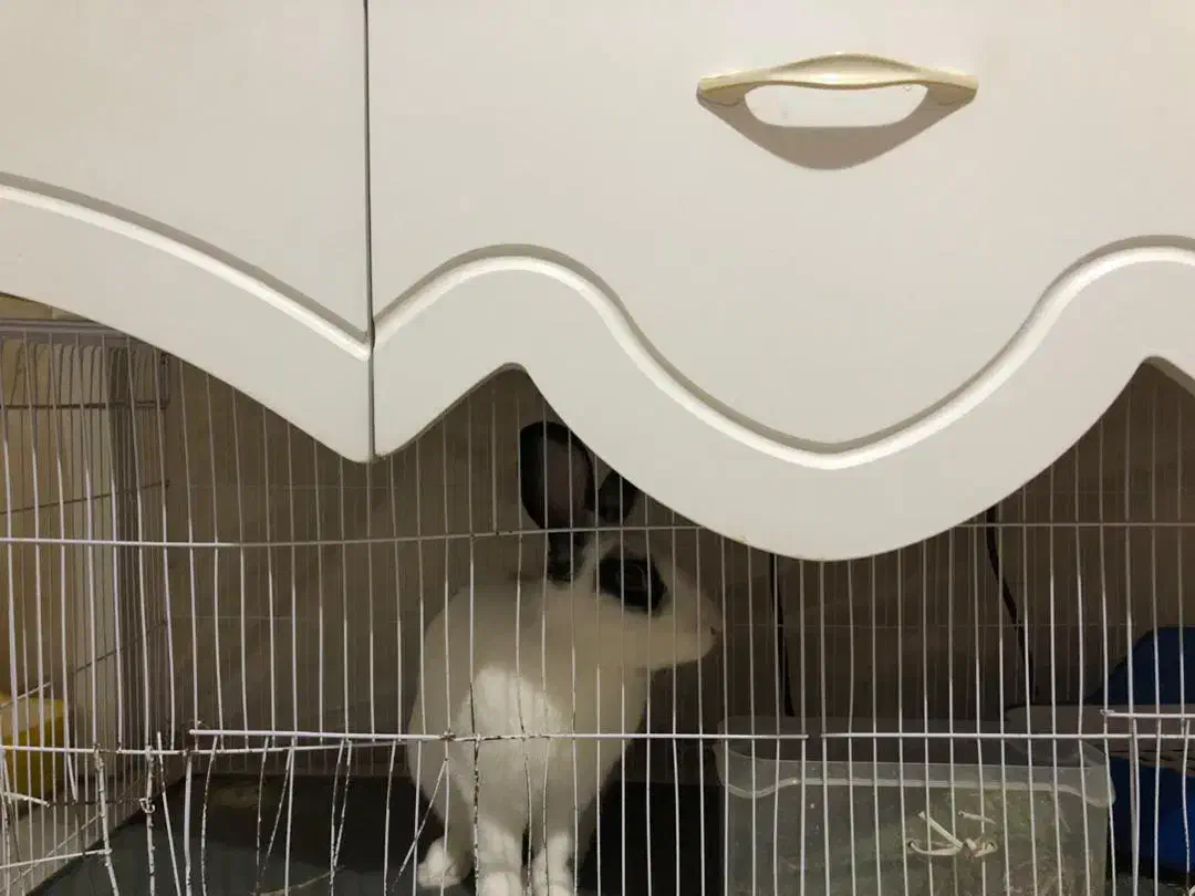 خرگوش نر اهلی به همراه قفس ووسایل|موش و خرگوش|تبریز, |دیوار