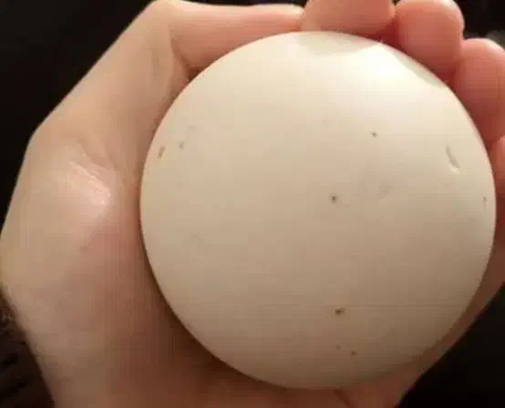 سنگ|جواهرات|اهواز, زندوکیلی|دیوار