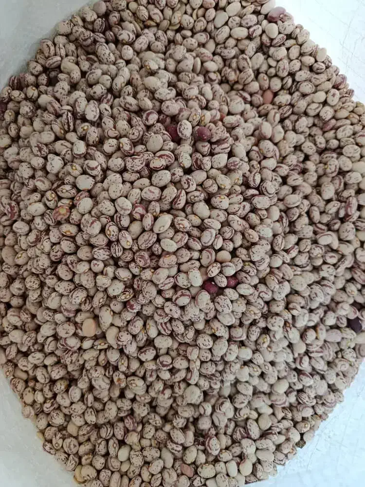 لوبیا چیتی|عمدهفروشی|لاران, |دیوار