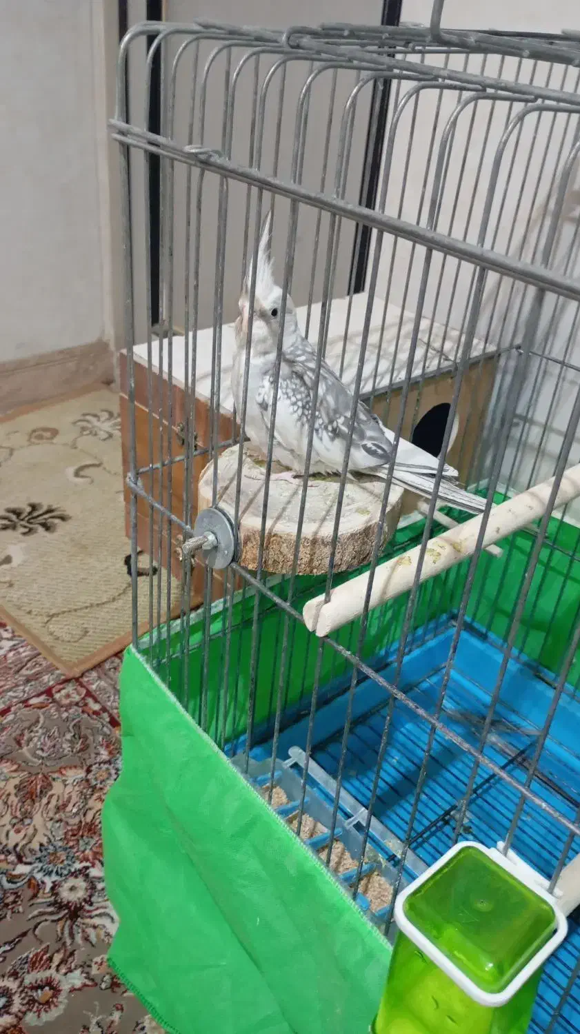 یک جفت عروس هلندی مولد|پرنده|پاکدشت, پاکدشت (مامازند)|دیوار