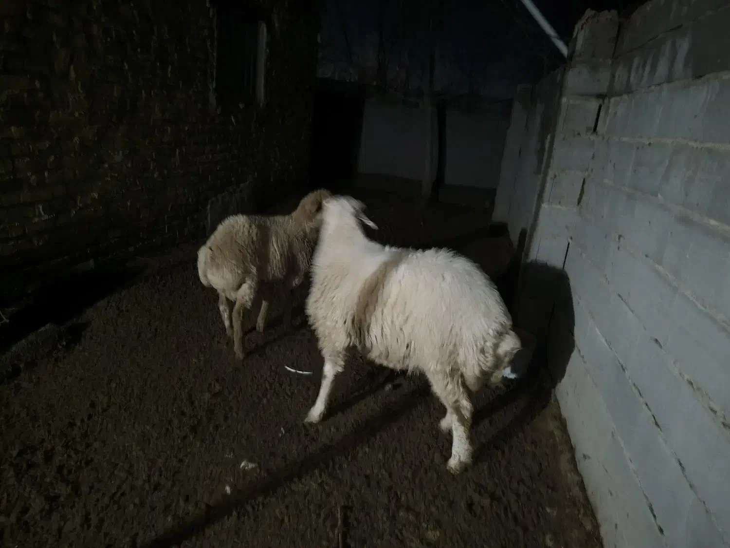 بره نر|حیوانات مزرعه|آشخانه, |دیوار