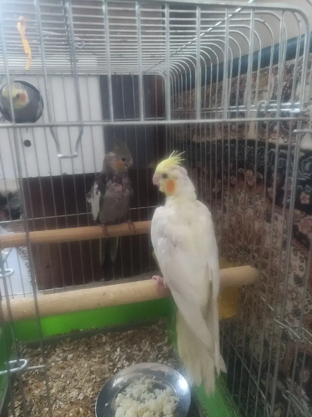 عروس هلندی دو ماهه جفت|پرنده|اسدآباد, |دیوار