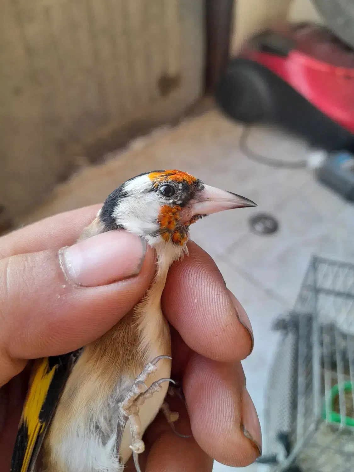 فروش سهره|پرنده|مراغه, |دیوار