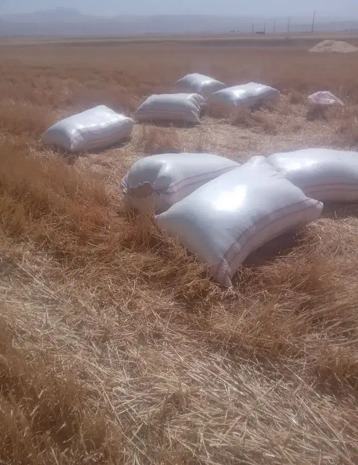 کاه سفید دیم|خدمات باغبانی و درختکاری|خانمیرزا, |دیوار