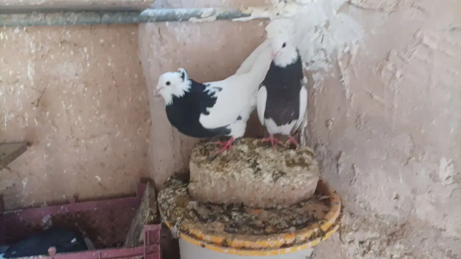 طوقی|پرنده|ماهدشت, |دیوار