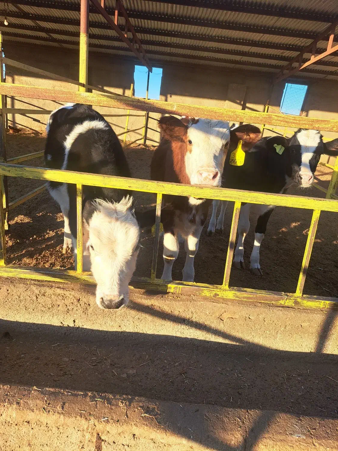 گوساله از گاوداری تلیسه درجه یک|حیوانات مزرعه|سبزوار, قصبه شرقی|دیوار