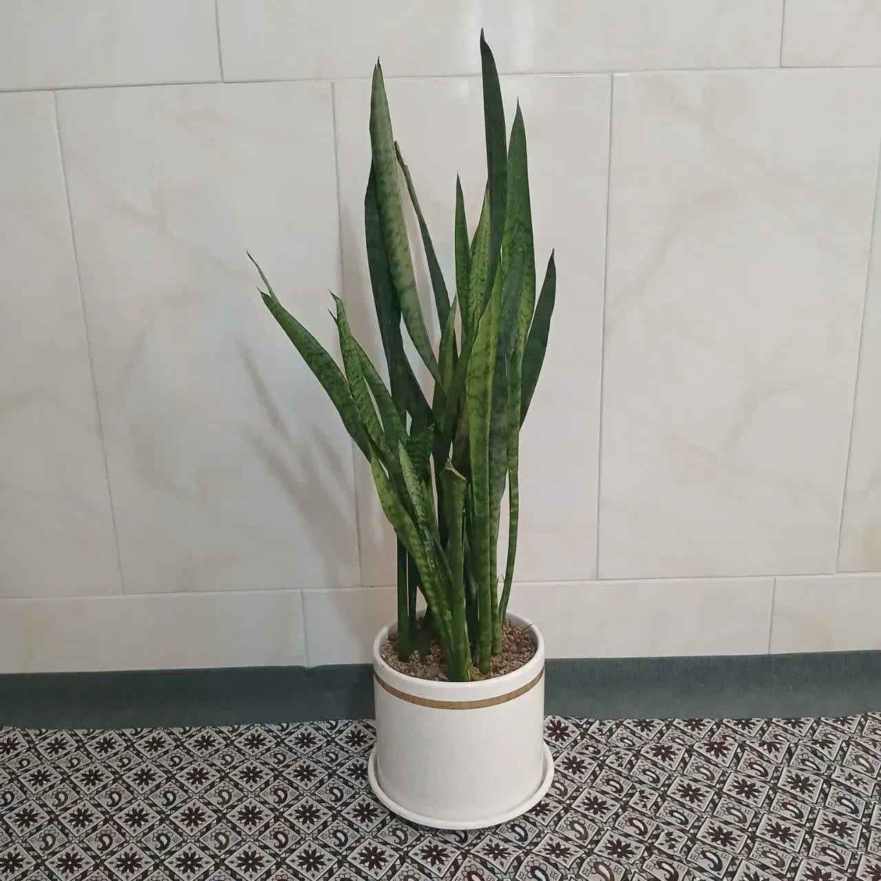 گیاه اپارتمانی|گل و گیاه طبیعی|قم, انسجام|دیوار