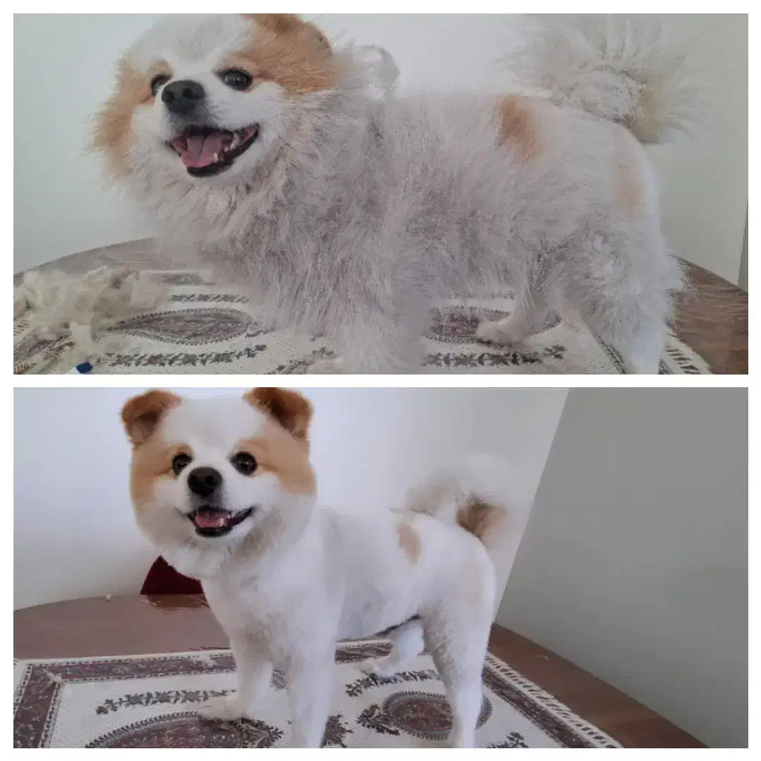 اصلاح وآرایش آرایشگر حیوانات سگ وگربه درمنزل شما|خدمات آرایشگری و زیبایی|تهران, سعادتآباد|دیوار