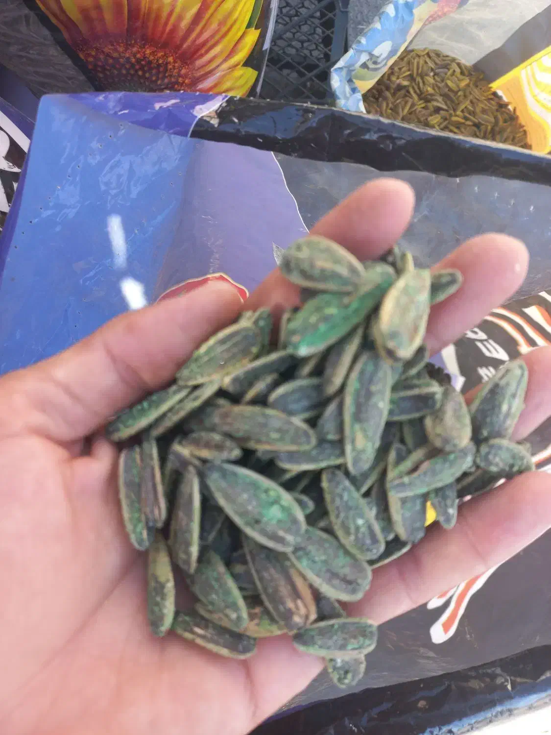 تخمه|عمده‌فروشی|ایلام, |دیوار