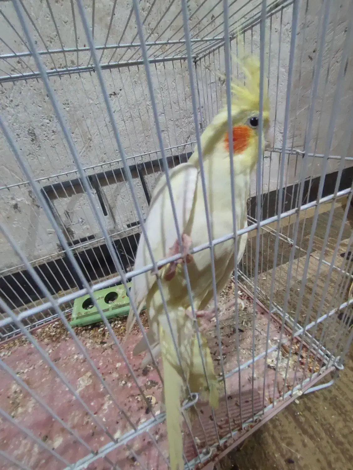 عروس هلندی|پرنده|چغادک, |دیوار