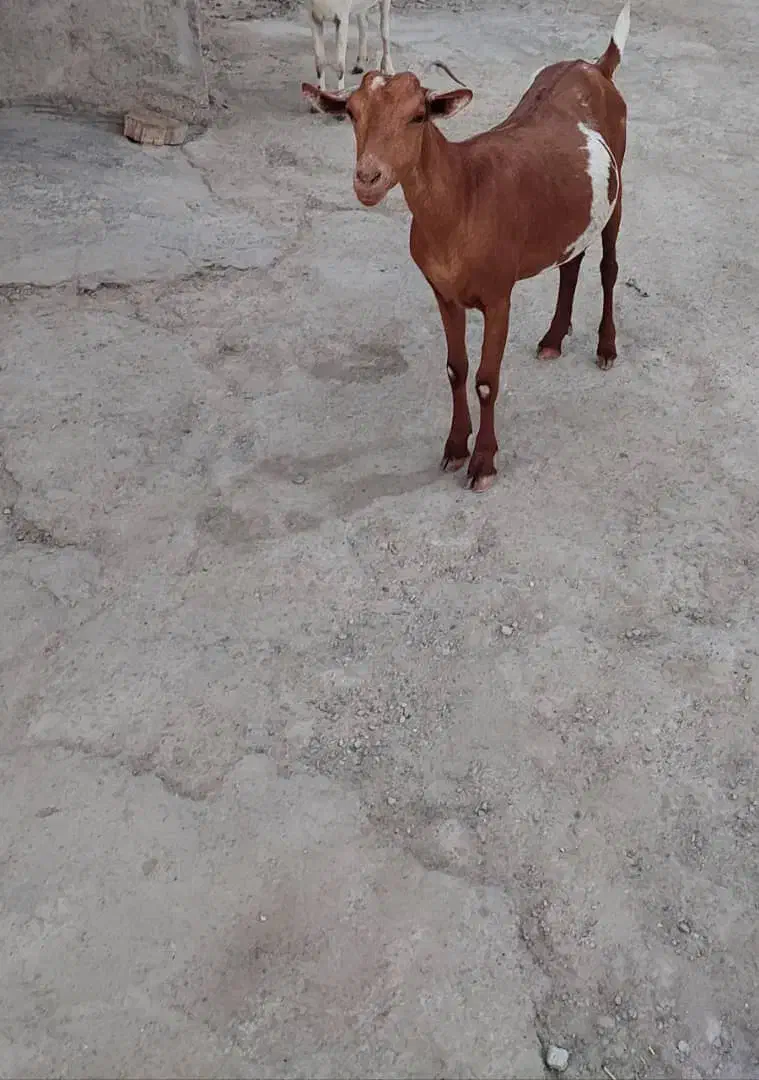 بز چاق|حیوانات مزرعه|مهران (هرمزگان), |دیوار