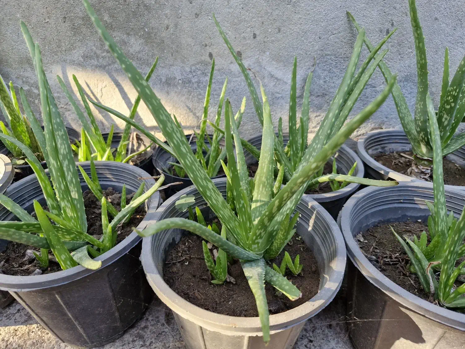 گل آلوئه ورا|گل و گیاه طبیعی|کلاچای, |دیوار