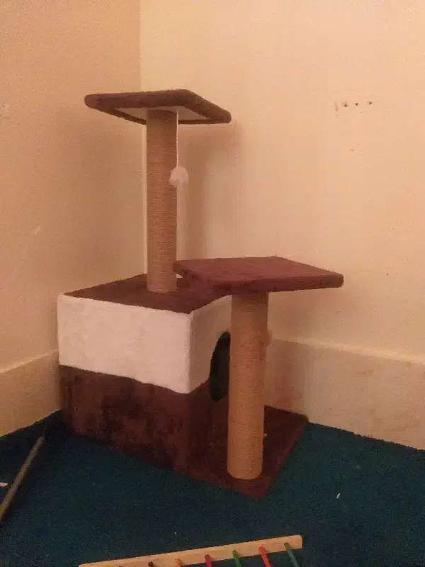 گربه بریتیش سفید|گربه|پاکدشت, پاکدشت (مامازند)|دیوار