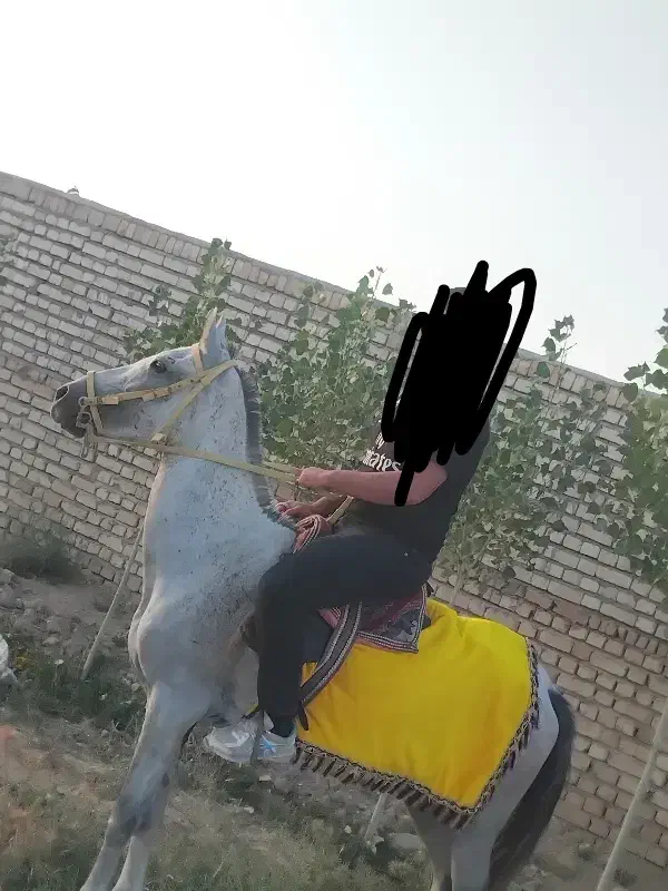 اسب مادیون|اسب و تجهیزات اسب‌سواری|قوچان, |دیوار