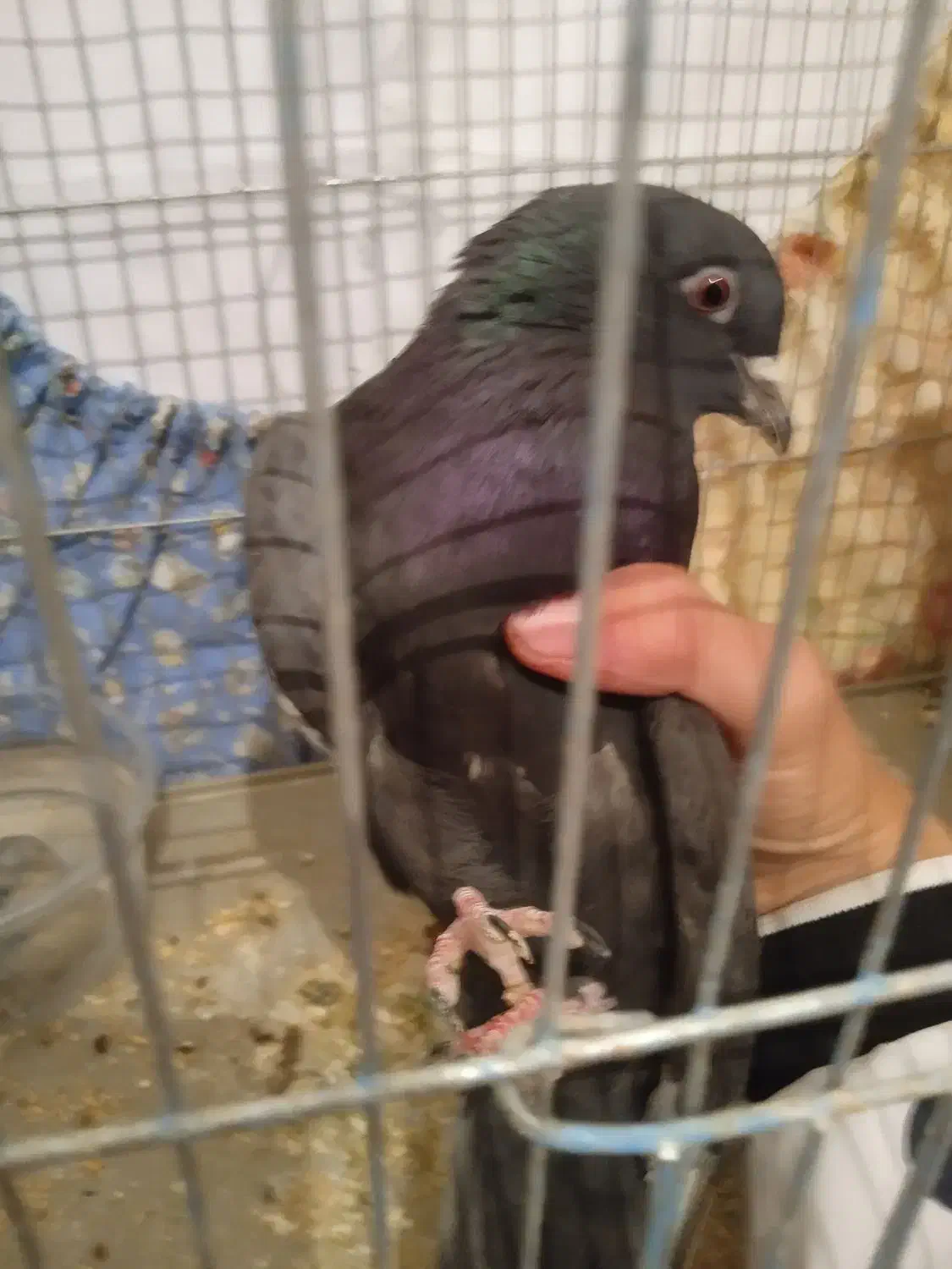 کبوتر|پرنده|زرقان, |دیوار