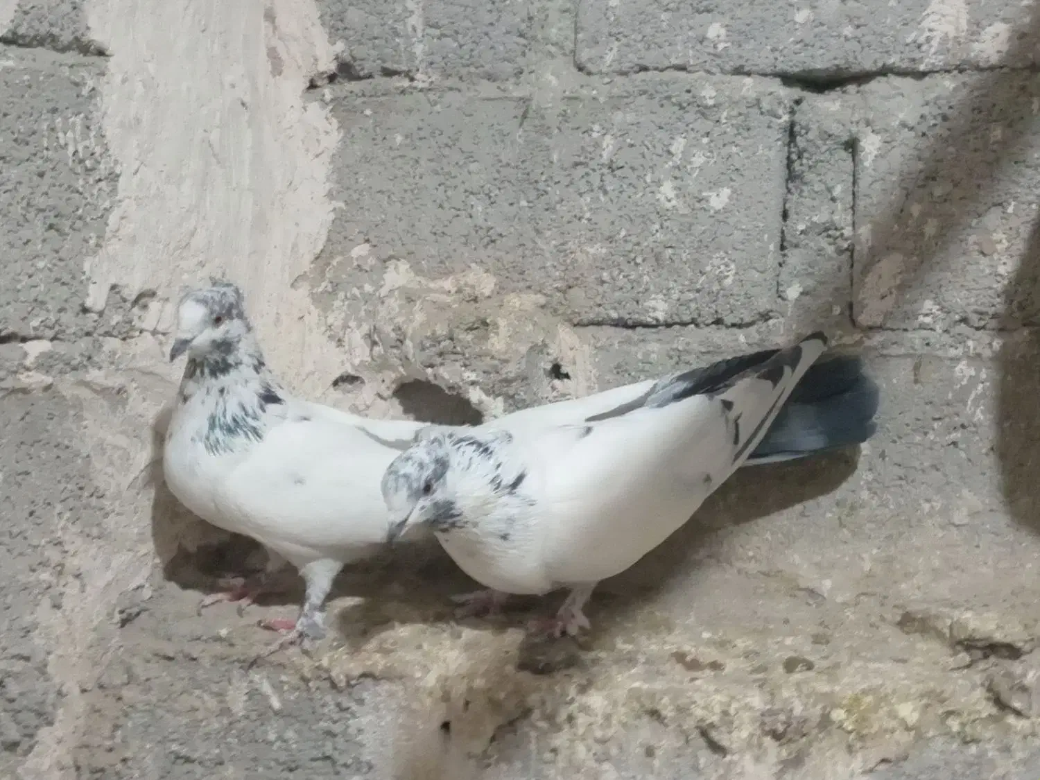 کفتر|پرنده|نقده, |دیوار