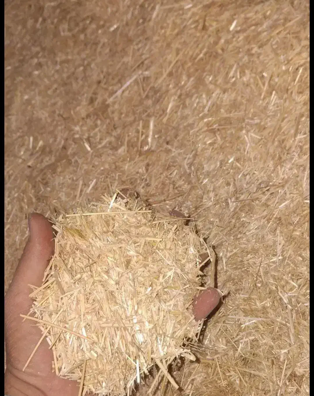 خارشتر .چغندر .کاه|حیوانات مزرعه|کاشمر, |دیوار