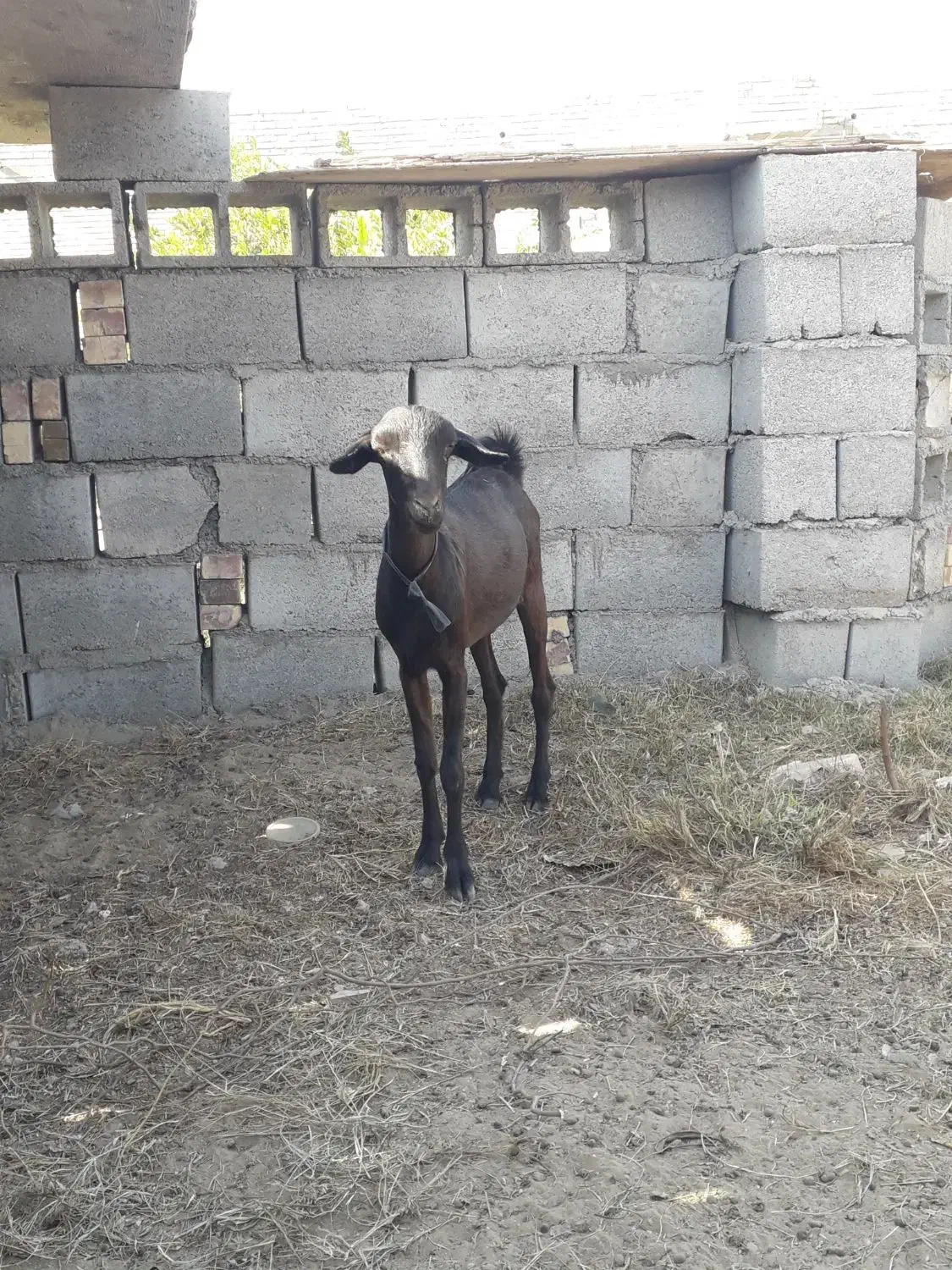 کیسه جوان و سالم|حیوانات مزرعه|بند زرک, |دیوار