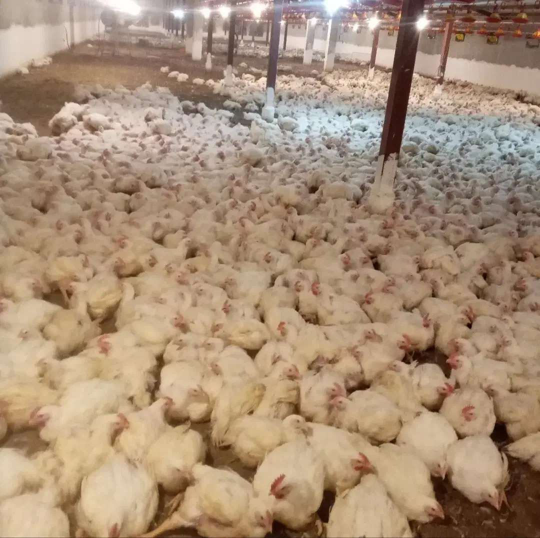 مرغگیری|استخدام صنعتی، فنی، مهندسی|صومعه‌سرا, |دیوار