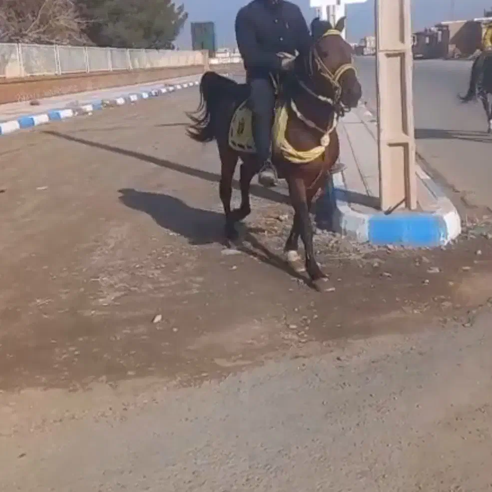 اسب|اسب و تجهیزات اسب‌سواری|گناباد, |دیوار