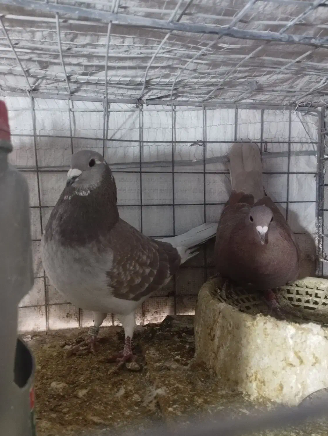 کفتر|حیوانات|بیرجند, |دیوار