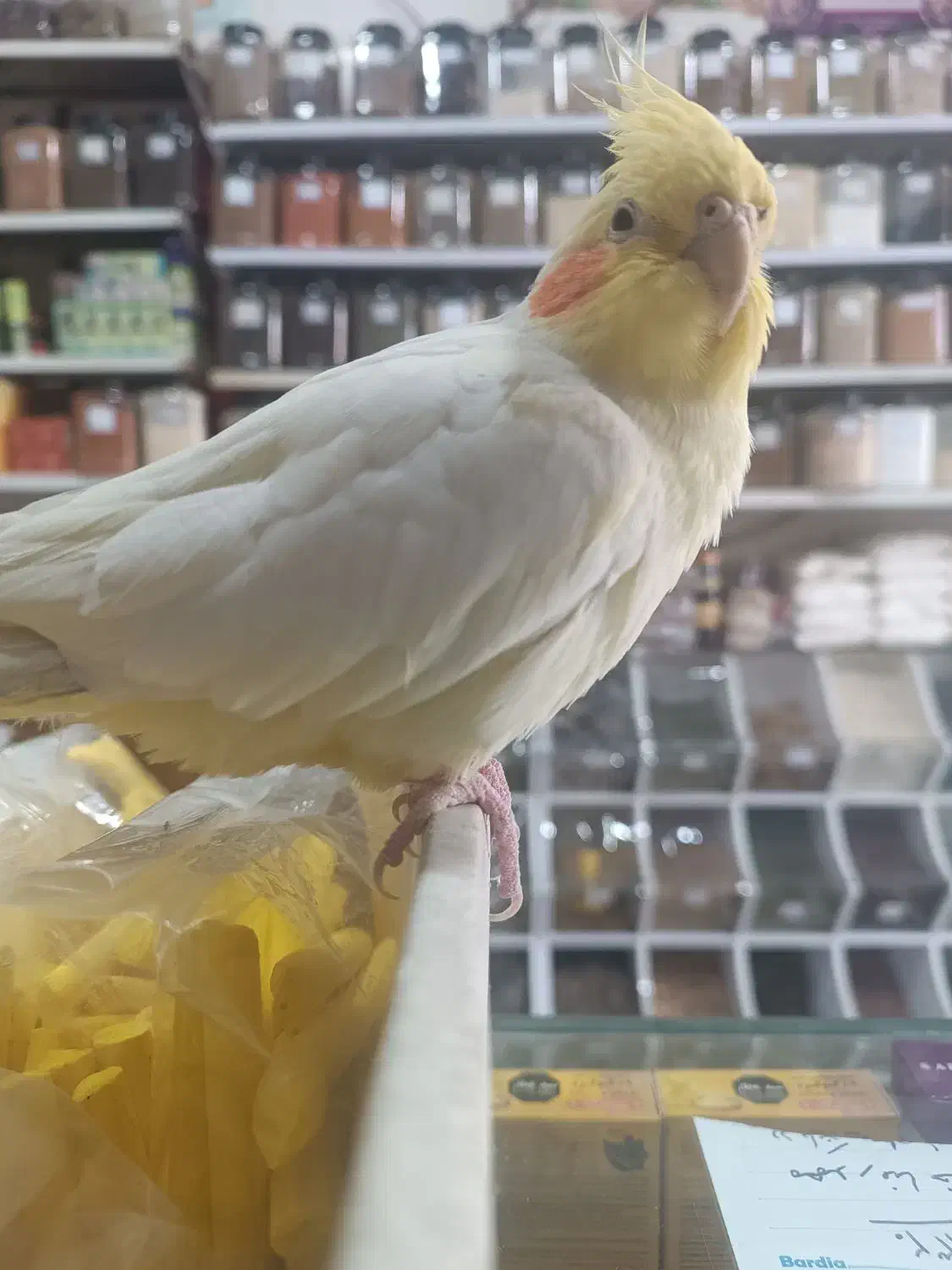 عروس هلندی گمشده|پرنده|مشهد, حجت|دیوار