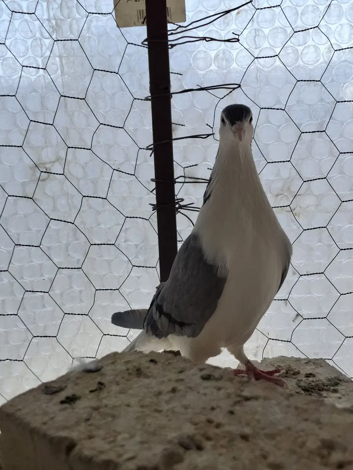 دمگیر سیالوی|حیوانات|اصفهان, جنیران (لادان)|دیوار