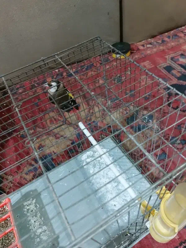 سهره ماده رام خیلی آرام جوجه قفس سه ساله قفس|پرنده|اردبیل, |دیوار