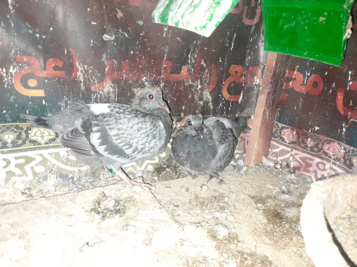 جوجه پلاکی|پرنده|همدان, |دیوار