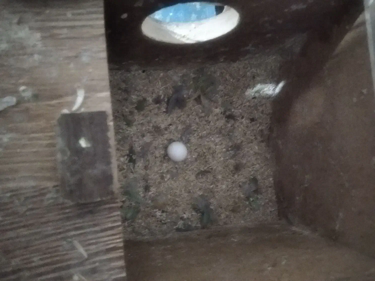 یک جفت کوتوله نیمه دستی|پرنده|میبد, |دیوار