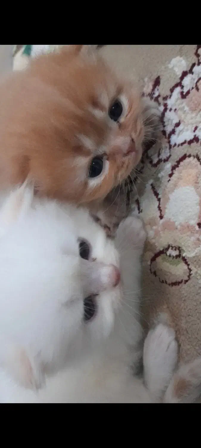 بچه گربه پرشین|گربه|قوچان, |دیوار