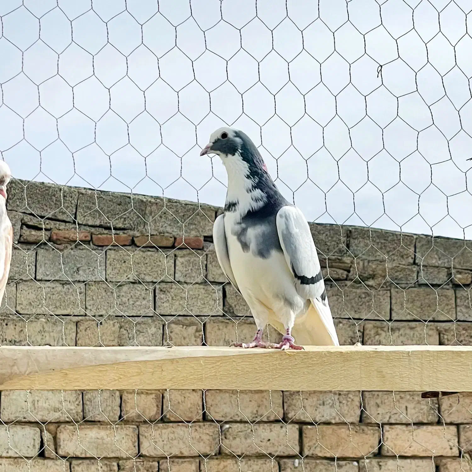 کبوتر انگلسی|پرنده|نالوس, |دیوار