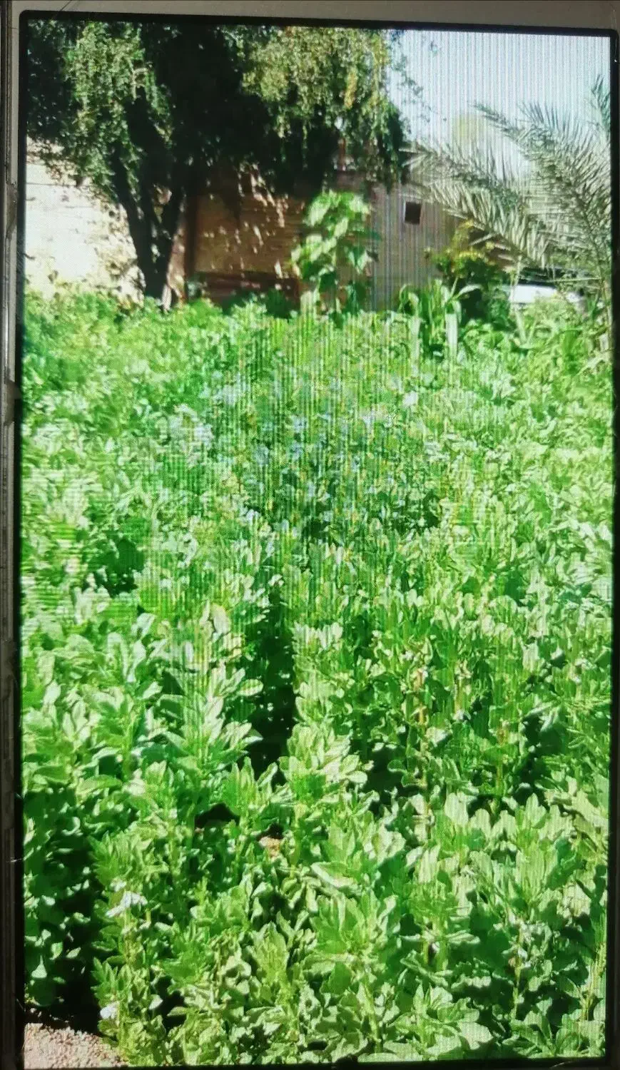 باغبان|خدمات باغبانی و درختکاری|آبادان, |دیوار