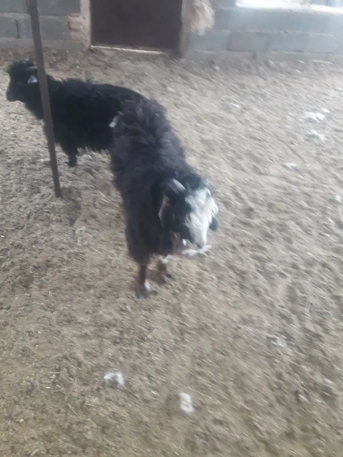 بزغاله نرسبک|حیوانات مزرعه|بیرجند, |دیوار