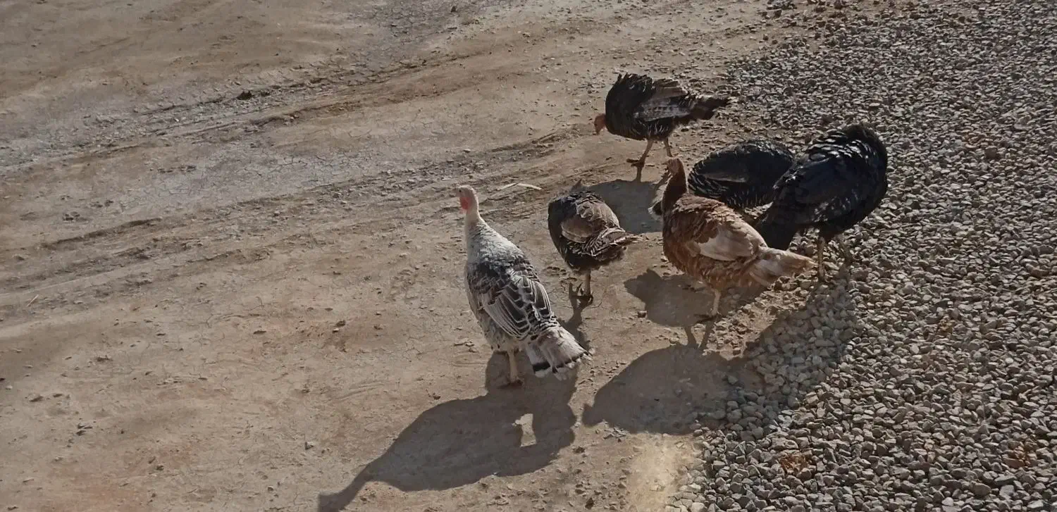 بوقلمون|حیوانات مزرعه|سلماس, |دیوار