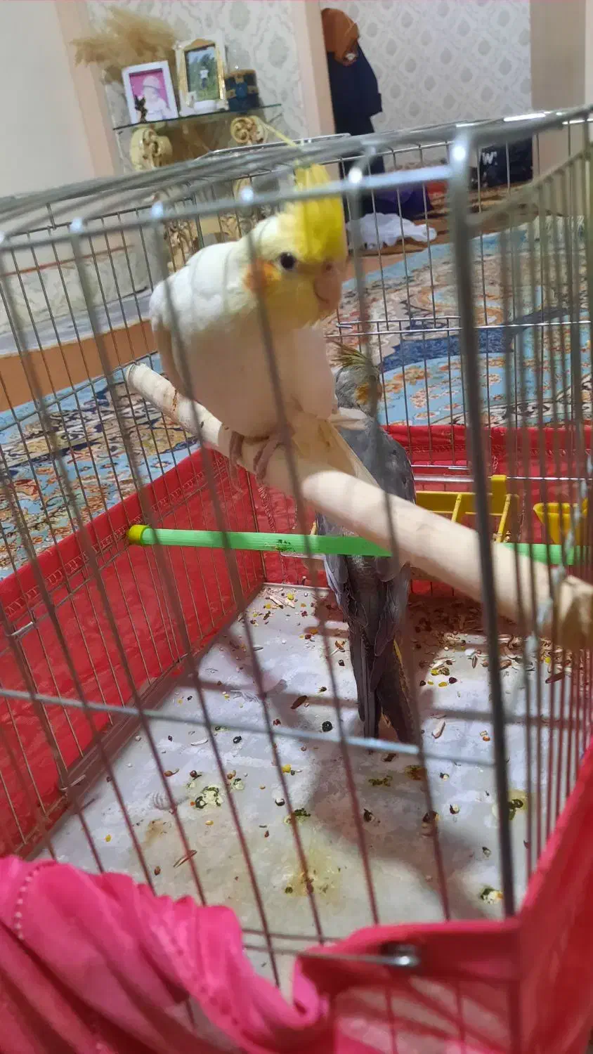 عروس هلندی جوجه رام و دستی سن دو ماهه|پرنده|ری, دولتآباد|دیوار