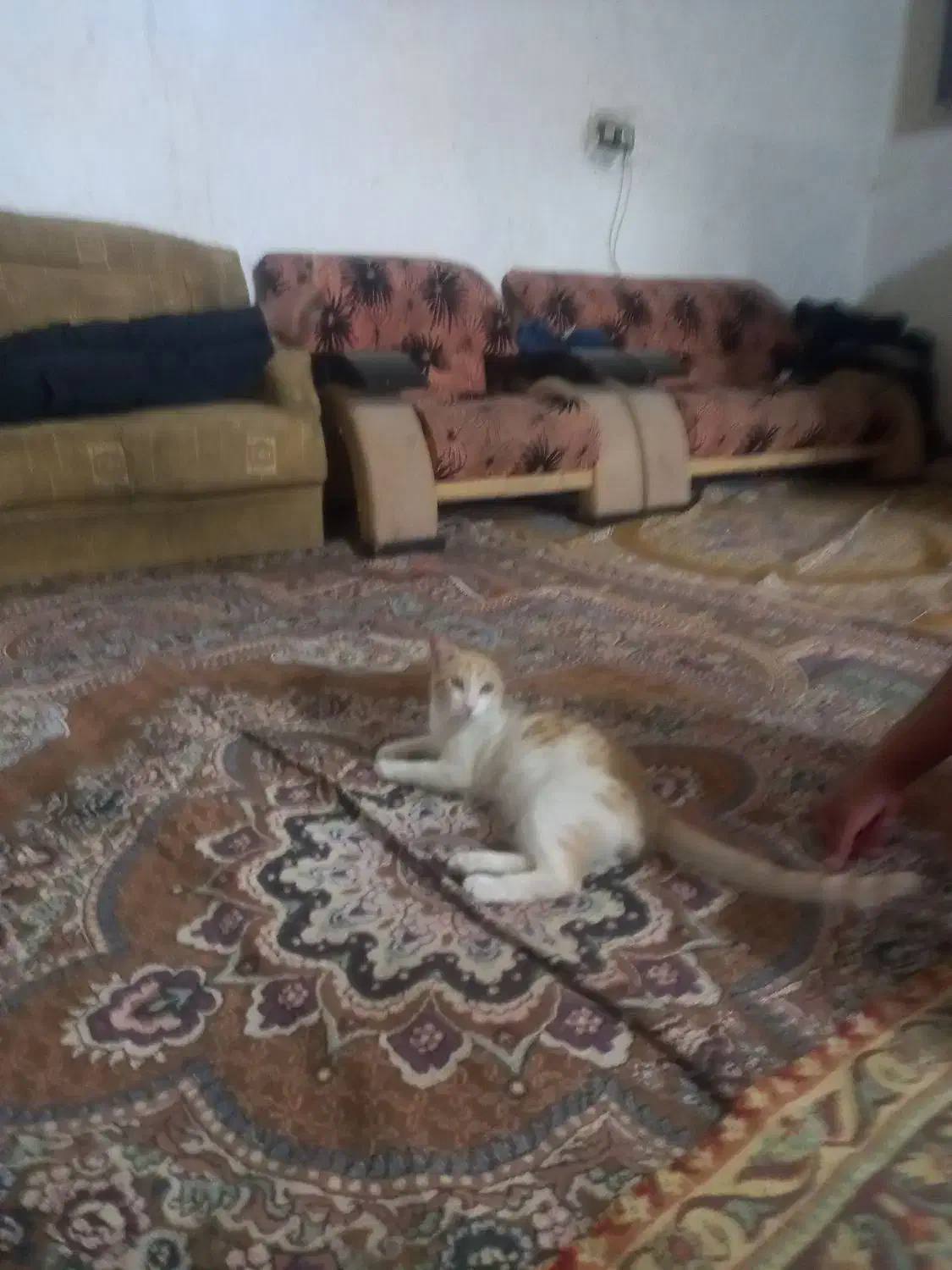 یک گربه اهلی تربیت شده ودوجفت کبوتر|گربه|زابل, |دیوار