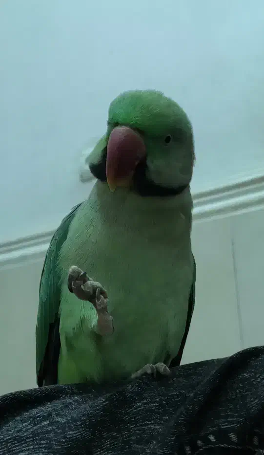 شاه طوطی سخنگو|پرنده|میناب, |دیوار