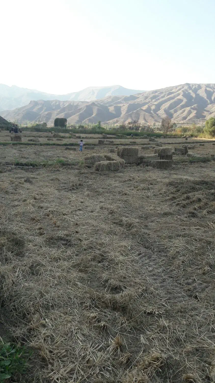 پرس کلش برنج|لوازم جانبی حیوانات|تاکستان, |دیوار