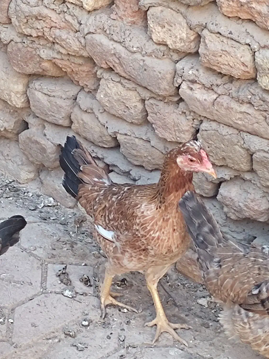 دجاج|پرنده|سوسنگرد, |دیوار