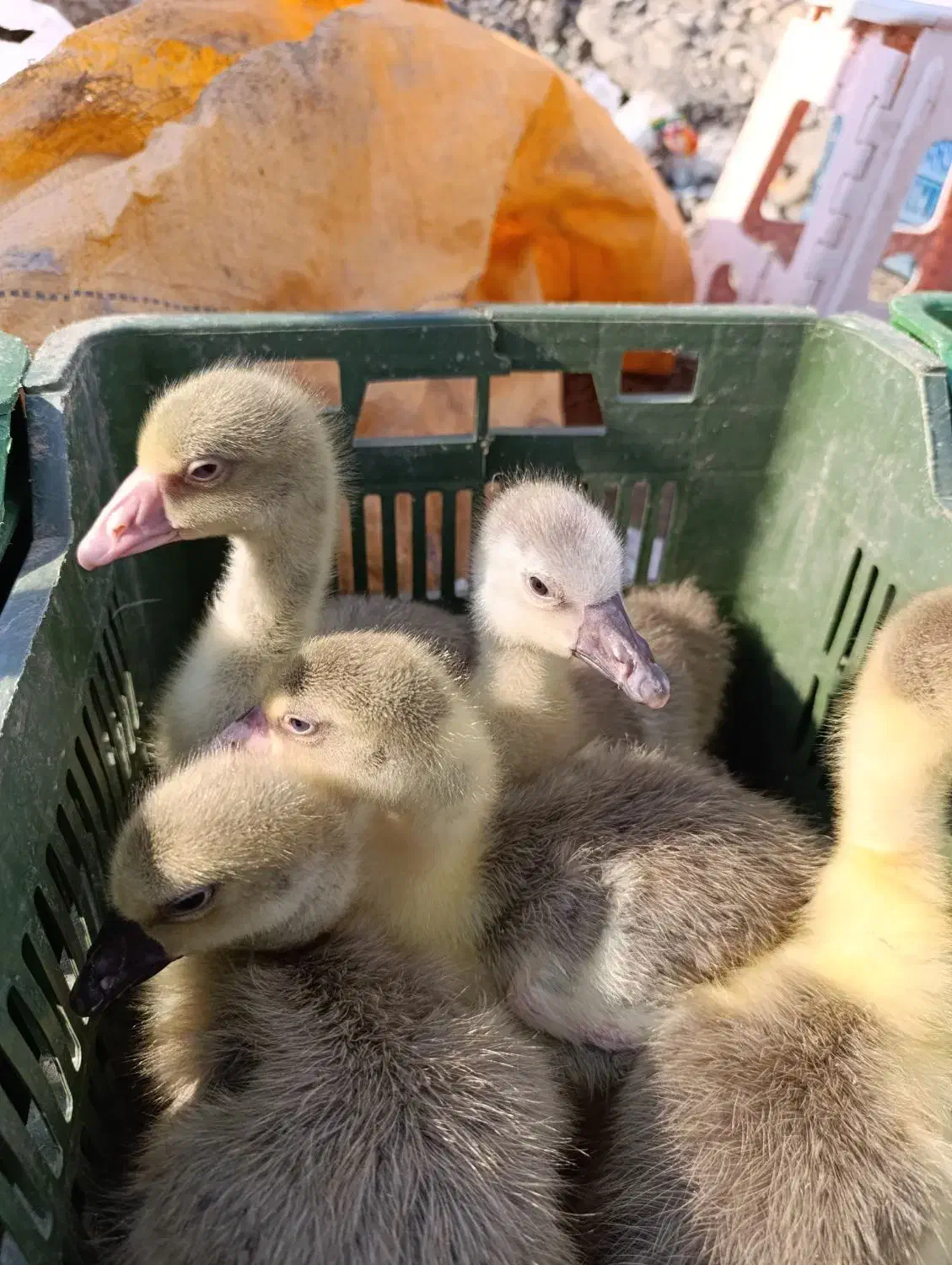 غاز محلی|حیوانات مزرعه|قائمشهر, |دیوار