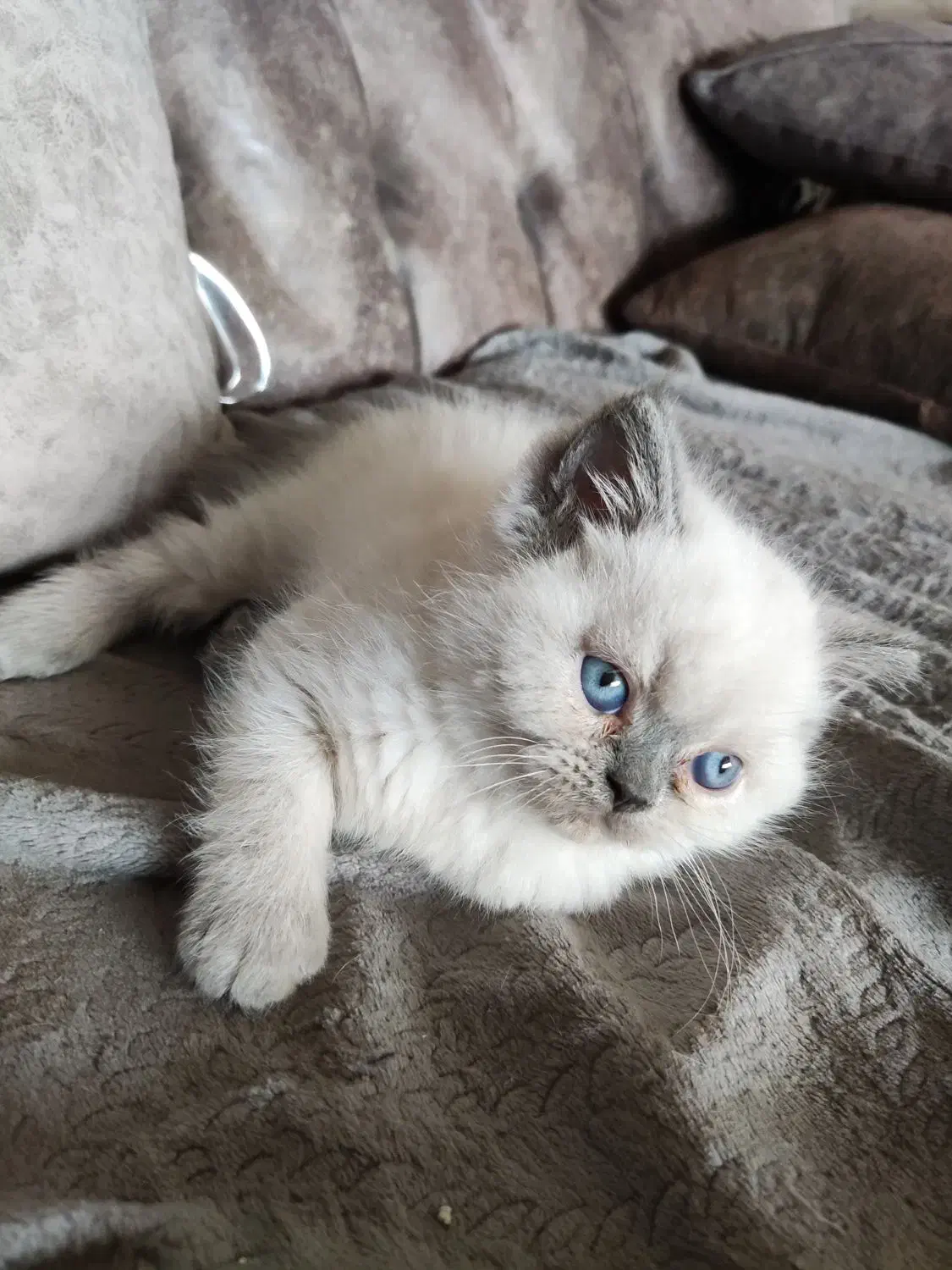 گربه|گربه|دزفول, |دیوار