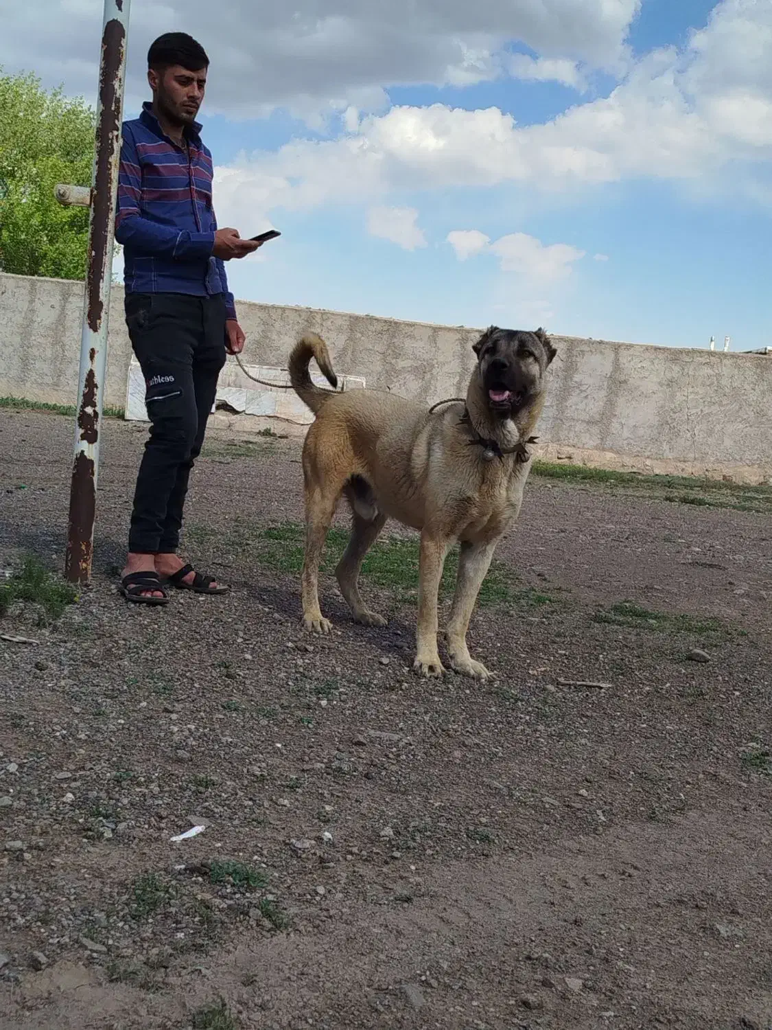 سگ سرابی|سگ|ارشق, |دیوار