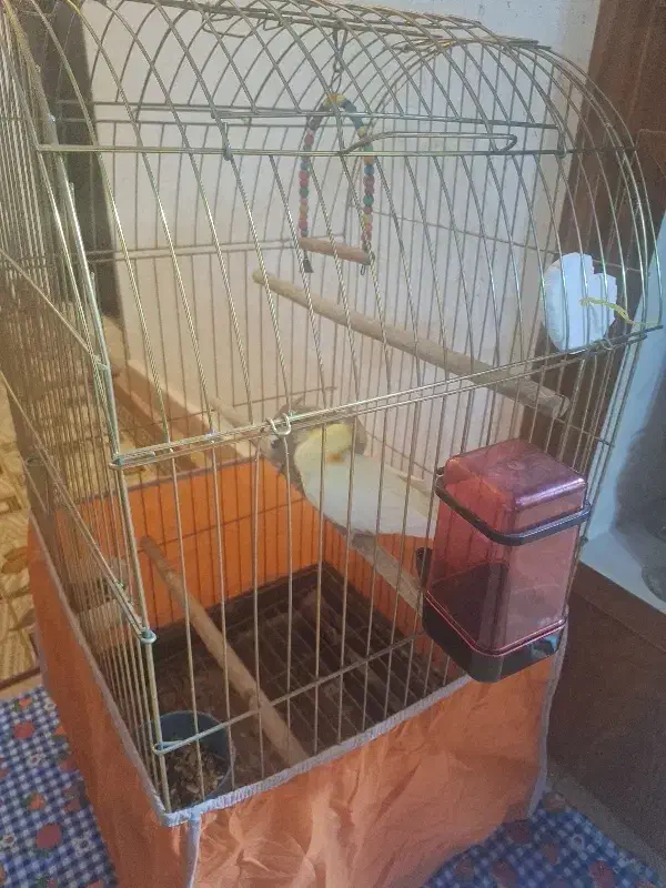 پرنده عروس با قفس|پرنده|خمام, |دیوار