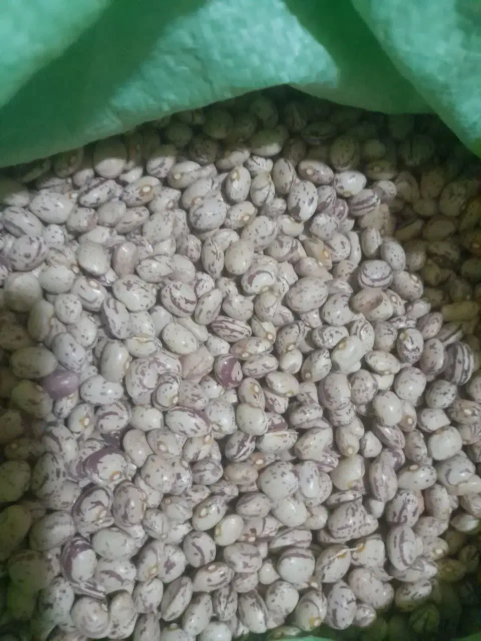 لوبیا چیتی اعلا|حراج|پادنا, |دیوار