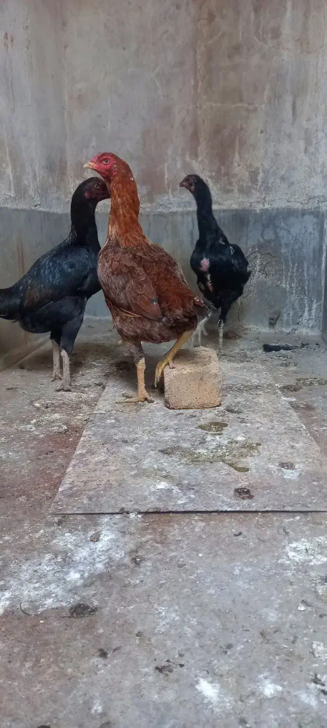 لاری|حیوانات مزرعه|بهارستان, |دیوار