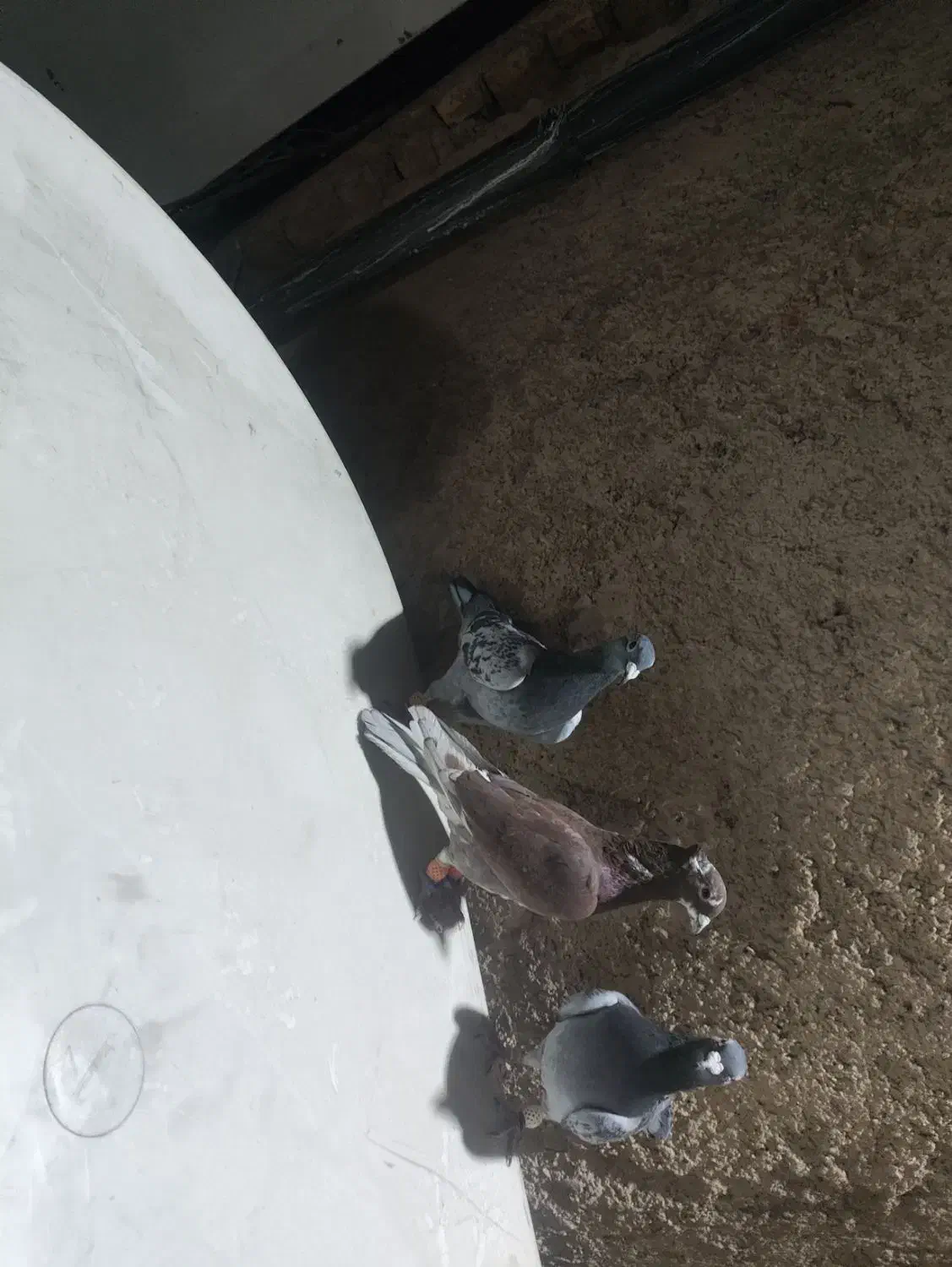 کفتر پلاکی|پرنده|شیراز, کاراندیش|دیوار