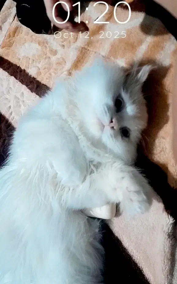 پرشین تربیت شده|گربه|گرگان, |دیوار